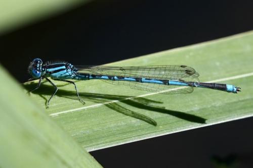 Erythromma lindenii